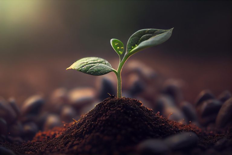 A photograph of a plant that just came out of the soil.